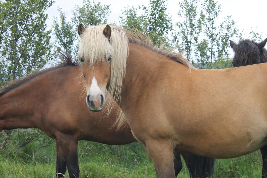 Myri - Studio Lodge Selfoss Buitenkant foto